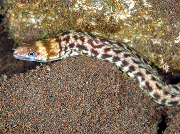 Whitelip Moray Eel - Gymnothorax chilospilus - Bali, Indonesia
