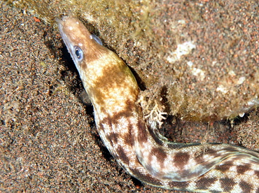 Whitelip Moray Eel - Gymnothorax chilospilus - Bali, Indonesia