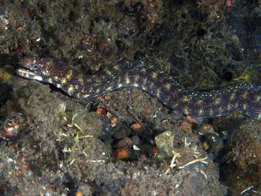 Robin's Moray Eel - Gymnothorax robinsi - Komodo, Indonesia