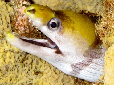 Yellow-Headed Moray Eel - Gymnothorax rueppellii - Maui, Hawaii