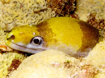 Yellow-Headed Moray Eel - Gymnothorax rueppellii - Maui, Hawaii