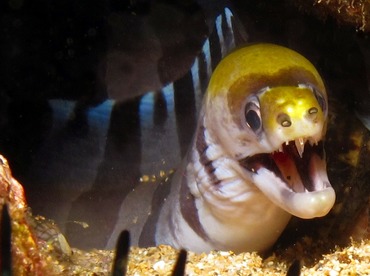 Yellow-Headed Moray Eel - Gymnothorax rueppellii - Maui, Hawaii