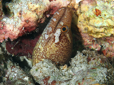 Barredfin Moray Eel - Gymnothorax zonipectis - Wakatobi, Indonesia
