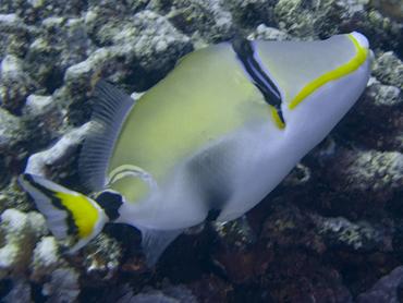 Halfmoon Triggerfish - Rhinecanthus lunula - Moorea, French Polynesia