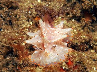 Batangas Halgerda - Halgerda batangas - Lembeh Strait, Indonesia