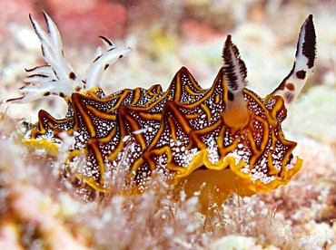 Tessellated Halgerda - Halgerda tessellata - Yap, Micronesia