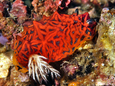 Tessellated Halgerda - Halgerda tessellata - Anilao, Philippines