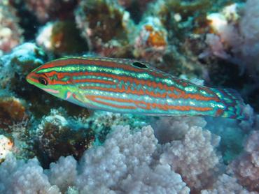 Claudia's Wrasse - Halichoeres claudia - Moorea, French Polynesia