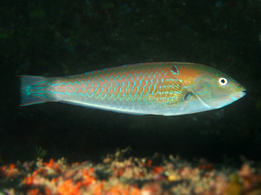 Chameleon Wrasse - Halichoeres dispilus - Cabo San Lucas, Mexico