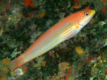 Chameleon Wrasse - Halichoeres dispilus - Cabo San Lucas, Mexico