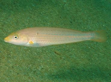 Chameleon Wrasse - Halichoeres dispilus - Cabo San Lucas, Mexico