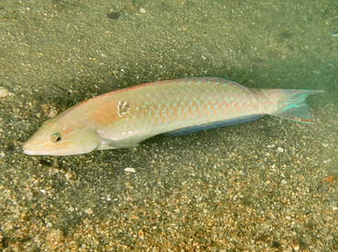 Chameleon Wrasse - Halichoeres dispilus - Cabo San Lucas, Mexico