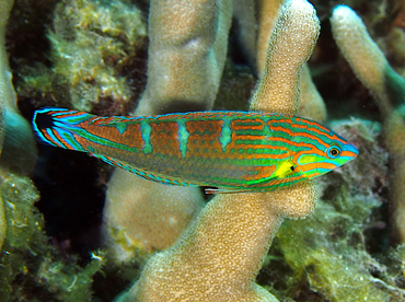 Pinstriped Wrasse - Halichoeres melanurus - Wakatobi, Indonesia