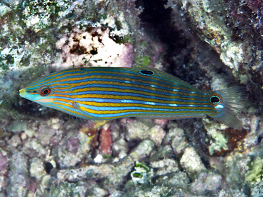 Pinstriped Wrasse - Halichoeres melanurus - Great Barrier Reef, Australia