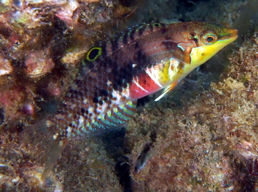 Nebulous Wrasse - Halichoeres nebulosus - Anilao, Philippines