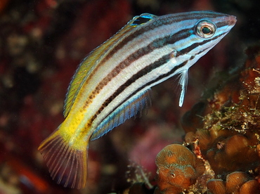 Twotone Wrasse - Halichoeres prosopeion - Anilao, Philippines