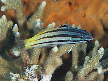Twotone Wrasse - Halichoeres prosopeion - Bali, Indonesia