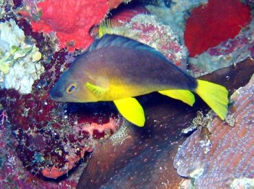 Hybrid Hamlet - Hypoplectrus sp. - Turks and Caicos