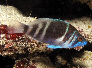 Hybrid Hamlet - Hypoplectrus sp. - Belize