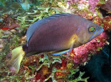 Hybrid Hamlet - Hypoplectrus sp. - Bonaire