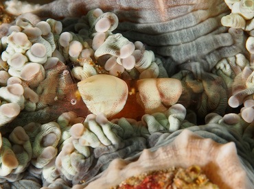 Egg Shell Shrimp - Hamopontonia corallicola - Anilao, Philippines