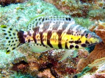 Harlequin Bass - Serranus tigrinus - Bonaire