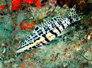 Harlequin Bass - Serranus tigrinus - Palm Beach, Florida