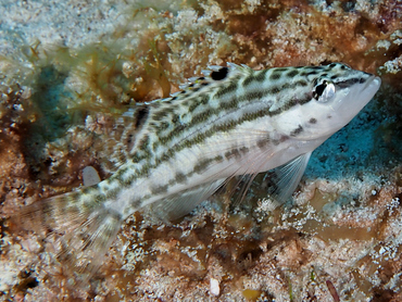 Harlequin Bass - Serranus tigrinus - Cozumel, Mexico