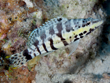 Harlequin Bass - Serranus tigrinus - Bonaire