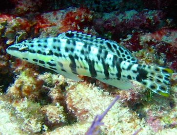 Harlequin Bass - Serranus tigrinus - Key Largo, Florida