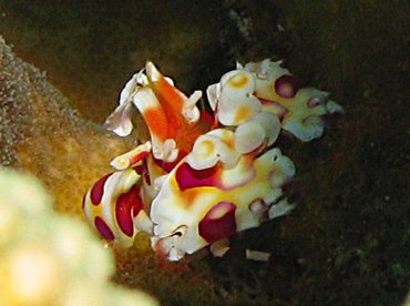 Harlequin Shrimp - Hymenocera picta - Lanai, Hawaii