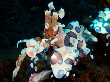 Harlequin Shrimp - Hymenocera picta - Bali, Indonesia