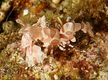 Harlequin Shrimp - Hymenocera picta - Anilao, Philippines