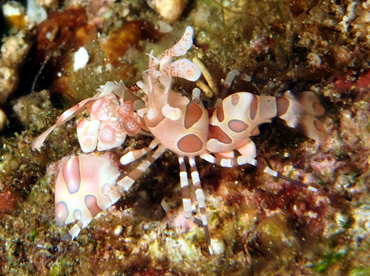 Harlequin Shrimp - Hymenocera picta - Anilao, Philippines