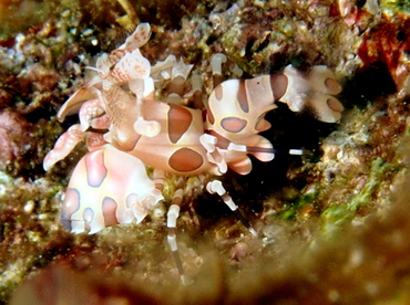 Harlequin Shrimp - Hymenocera picta - Anilao, Philippines