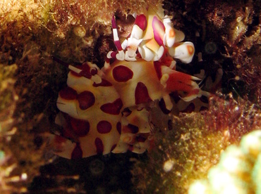 Harlequin Shrimp - Hymenocera picta - Lanai, Hawaii