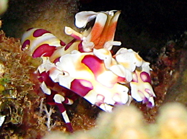 Harlequin Shrimp - Hymenocera picta - Lanai, Hawaii