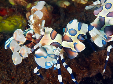 Harlequin Shrimp - Hymenocera picta - Bali, Indonesia