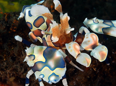 Harlequin Shrimp - Hymenocera picta - Bali, Indonesia