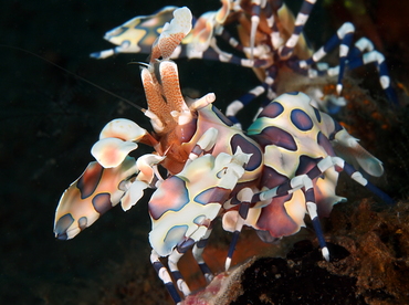 Harlequin Shrimp - Hymenocera picta - Bali, Indonesia