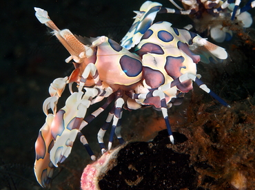 Harlequin Shrimp - Hymenocera picta - Bali, Indonesia