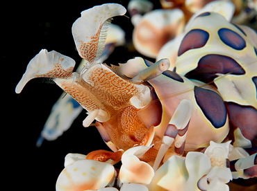 Harlequin Shrimp - Hymenocera picta - Bali, Indonesia