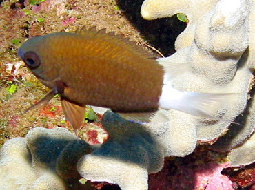 Hawaiian Bicolor Chromis - Chromis hanui - Lanai, Hawaii