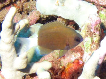 Hawaiian Bicolor Chromis - Chromis hanui - Lanai, Hawaii