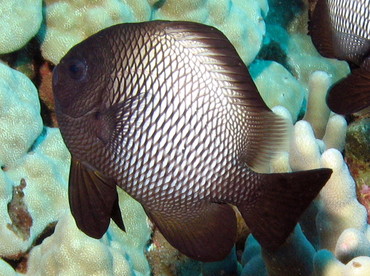 Hawaiian Dascyllus - Dascyllus albisella - Lanai, Hawaii