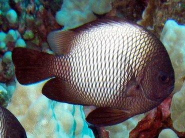 Hawaiian Dascyllus - Dascyllus albisella - Lanai, Hawaii