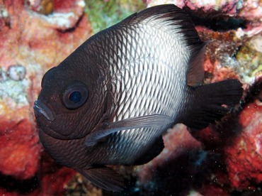 Hawaiian Dascyllus - Dascyllus albisella - Maui, Hawaii