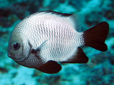 Hawaiian Dascyllus - Dascyllus albisella - Big Island, Hawaii