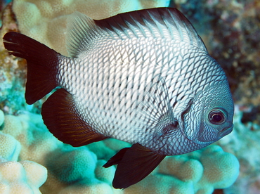 Hawaiian Dascyllus - Dascyllus albisella - Big Island, Hawaii