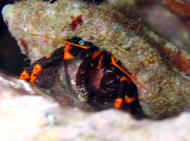 Hawaiian Elegant Hermit Crab - Calcinus c.f. elegans - Maui, Hawaii